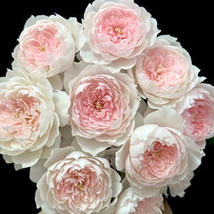 Jiashu Rose Plant|家书 image 2