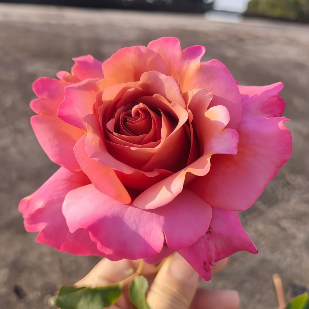 Drape Rose Plant|帷幕 image 0