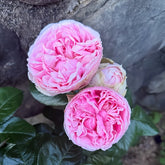 Pride of Jane Rose Plant|简的骄傲 image 0