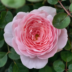 Queen of Sweden Rose Plant|瑞典女王 image 2