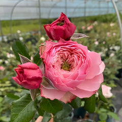 Northanger Abbey Rose Plant| 诺桑觉寺 image 1