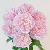 Cecil de Volages Rose Plant | 蝶之舞玫瑰 image 0