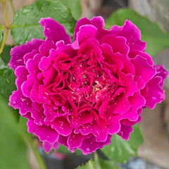 Japanese Ramukan Rose Plant|草药 image 3