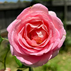 Elle Rose Plant|艾丽 image 0