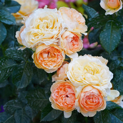 Abricot Terrazza Rose Plant|杏色露台 image 3