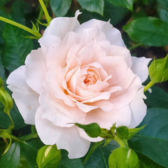 Chiffonade Rose Plant | 雪纺 image 1