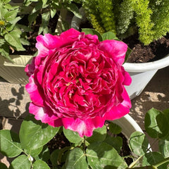 Purple Mist Rose Plant|紫雾凝霜 image 1