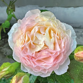 Returning to Spring Rose Plant|回春 image 0