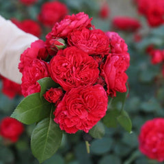 Red Leonardo da Vinci Rose Plant|红色达芬奇 image 1