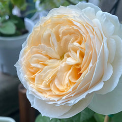 Pride and Prejudice Rose Plant|傲慢与偏见 image 2