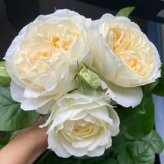 Moon Fairy Rose Plant|皎月仙子 image 1