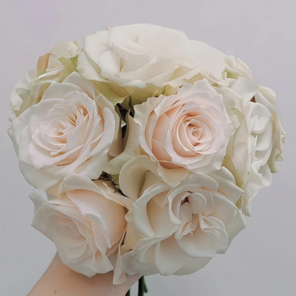 Lady Eva Rose Plant|伊娃夫人 image 0