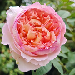 Traumerei Rose Plant | 梦幻曲 image 2
