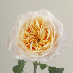 King's Cross Rose Plant|国王十字架 image 1