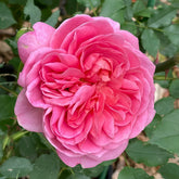 Boscobel Rose Plant | 博斯科贝尔 image 0