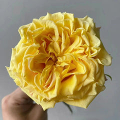 Golden Wheat Rose Plant|黄金麦浪 image 2