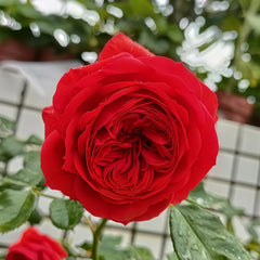 Red Apple Rose Plant|红苹果 image 1