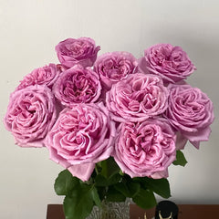 Aromatique Rose Plant|伊芙芳香世家 image 1