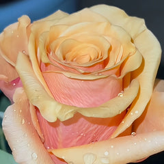 Serenade Rose Plant|小夜曲 image 0