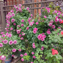 Lavender Flower Circus Rose Plant|薰衣草门廊 image 3