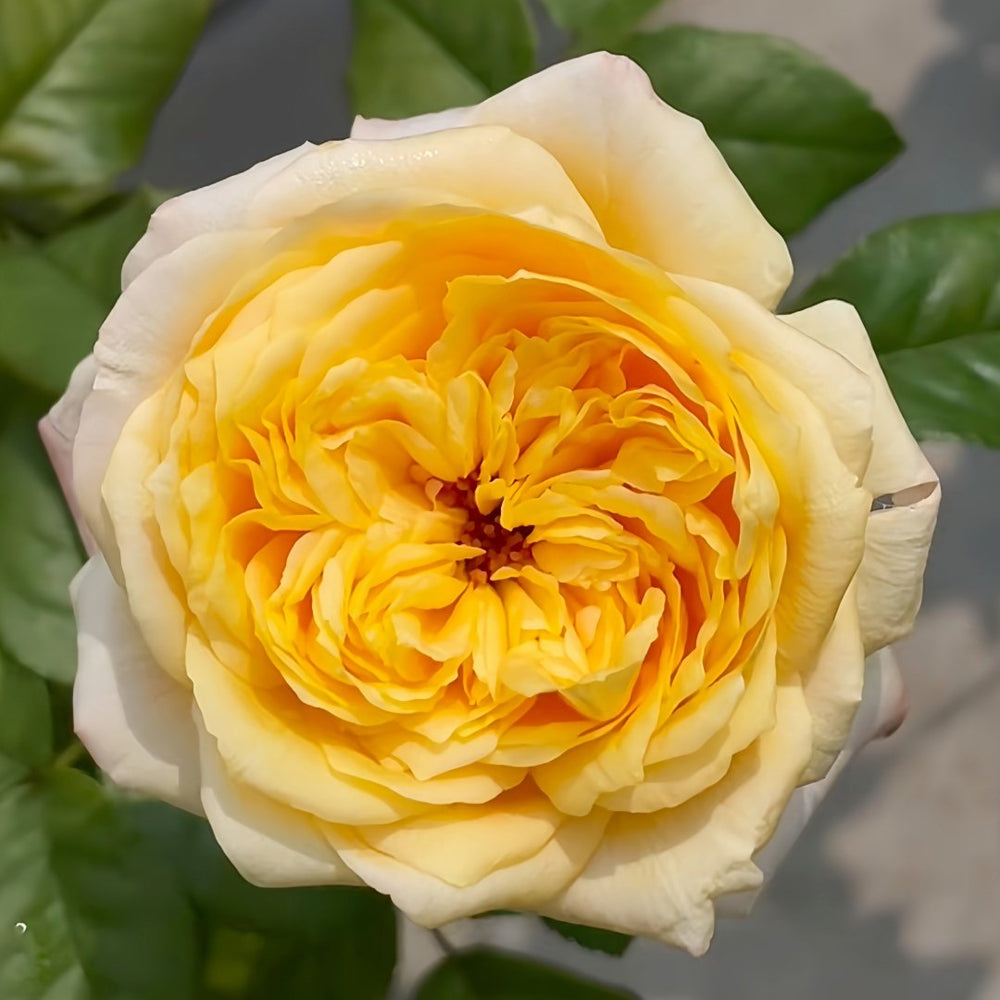 Cream X-Pression Rose Plant|奶油激情 image 0