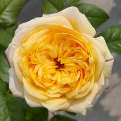 Cream X-Pression Rose Plant|奶油激情 image 0