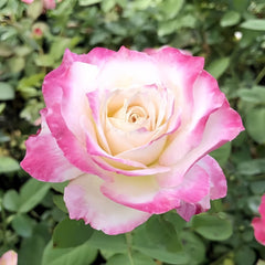 Seraphim Rose Plant|六翼天使 image 3
