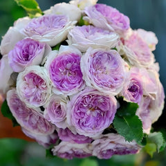 Blue Moon Stone Rose Plant|蓝月石 image 3
