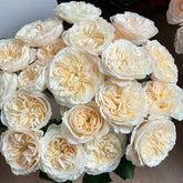 Bessie Rose Plant|贝茜 image 0