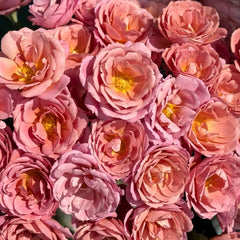 Aoi-fuga Rose Plant|葵-风雅 image 2
