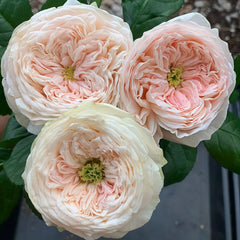 Sweet Diamond Rose Plant|甜蜜钻石 image 2
