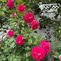 Hettie Rose plant|海蒂 image 1