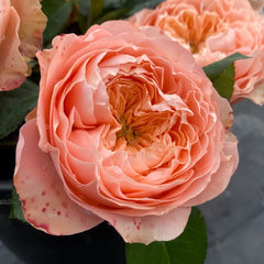 Sweet Harper Rose Plant | 甜蜜哈珀 image 3
