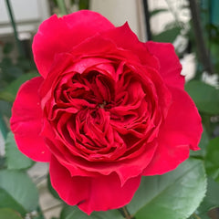 Red Ribbon Ruban Rouge Rose Plant |红丝带 image 2