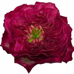 Sheffield Park Rose Plant|谢菲尔德公园 image 3