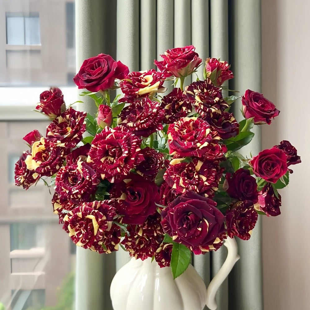 Abracadabra Rose Plant|流星雨 image 0