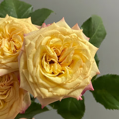 Yoga Trendsetter Rose Plant|瑜伽潮流 image 1