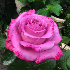 Maritim Rose Plant|玛丽蒂姆/玛丽提姆 image 1