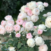 Desdemona Rose Plant|黛丝德蒙娜 image 0