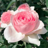 Dark Pink Monalisa Rose Plant | 深粉蒙娜丽莎 image 0