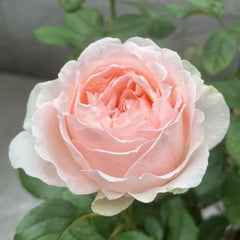 M-nostalgic romance Rose Plant|怀旧浪漫 image 3