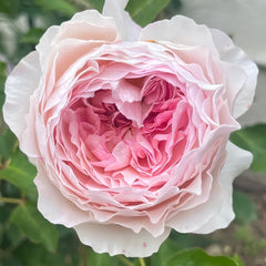 Rosalind Rose Plant|罗莎琳达 image 2