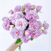 Le Ciel Bleu Rose Plant| 蓝色天空/青空 image 0