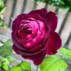 Munstead Wood Rose Plant|曼斯特德伍德 image 2