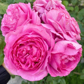 Yves Piaget Rose Plant|伊芙伯爵 image 0