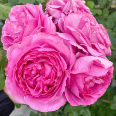 Yves Piaget Rose Plant|伊芙伯爵 image 0