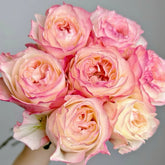 Xiaoliwo Rose Plant | 小梨涡 image 0