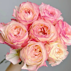 Xiaoliwo Rose Plant | 小梨涡 image 0