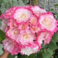 Seraphim Rose Plant|六翼天使 image 1