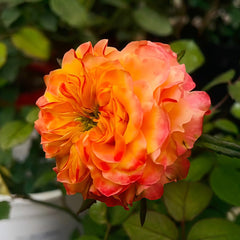 Acapulco Rose Plant|阿卡普尔科 image 3